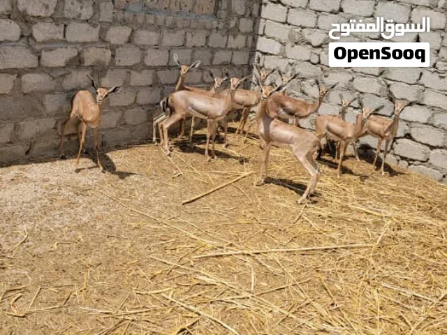 غزلان بلدي حجه فخره