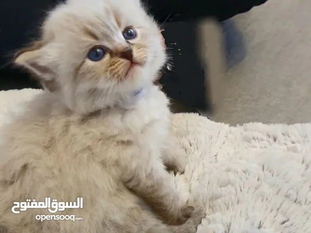 متاح للبيع