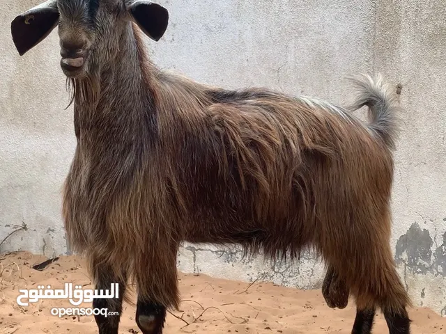 فحل شامي بيور (ماعز) (sheep) (خروف ) ( goat)