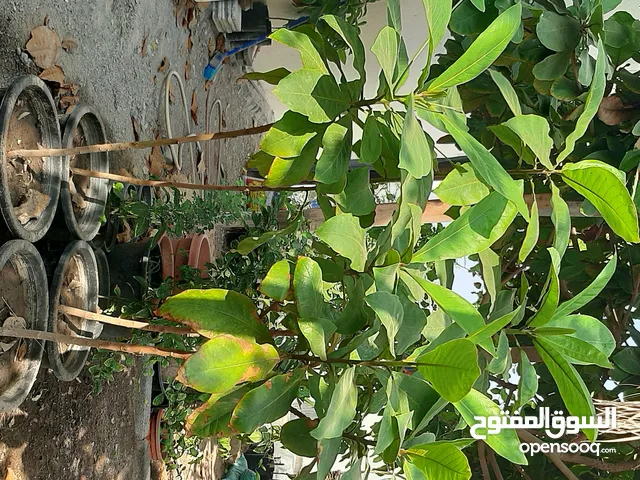 للبيع شتلات بيذام