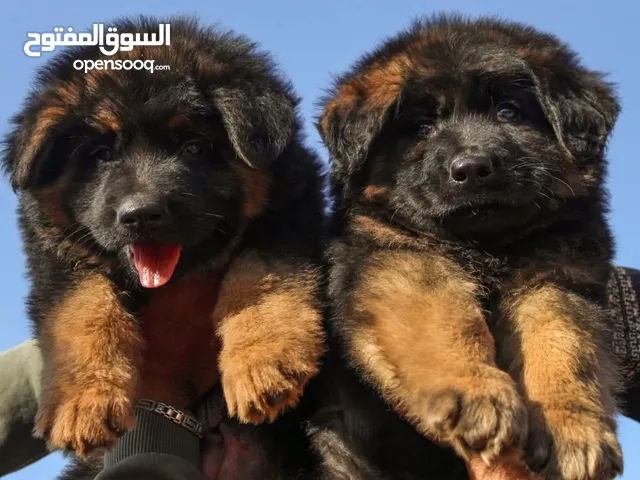 كلاب حوامل وجراء للمنتجين وأصحاب المزارع
