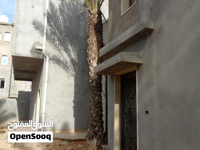 نخلة حلاوي للبيع