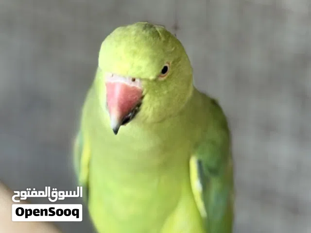 ببغاء متوه