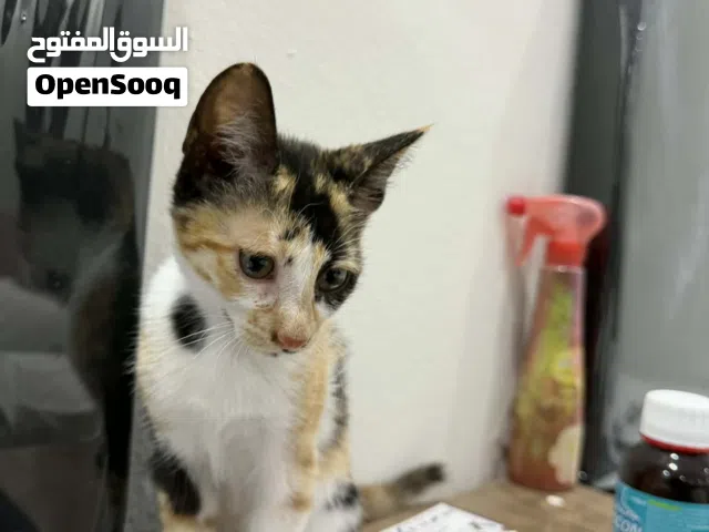 Cat For Adoption
