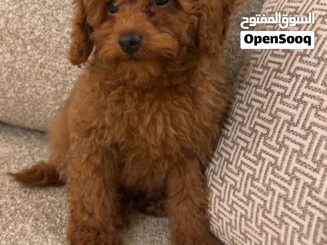 كلب بودل للبيع