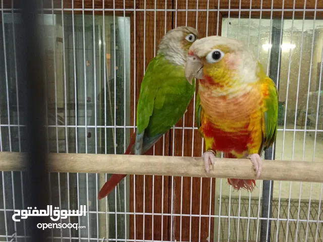 جوز كنيور فاينبول