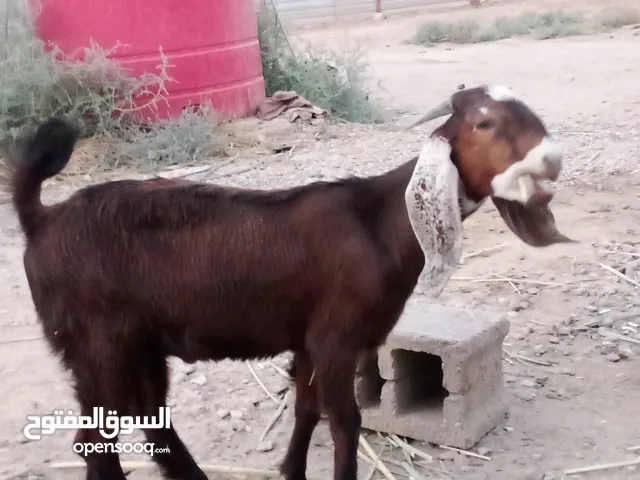 صخل للبيع شرط الفحوليه وصحه