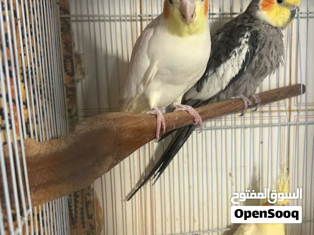 4 cockatiels for sale