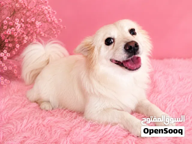 كلبة بمورينين جميلة للبيع