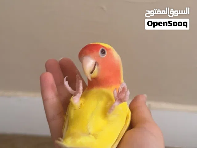 طير روز ذكر ربوه