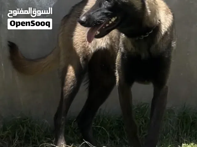 انثه مالينوه سعرها من نهايه