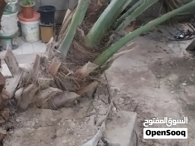 السلام عليكم نخل برحي ابو الخصيب لفسيله حماله ونخله الثانيه وياها ثلاث فسائل