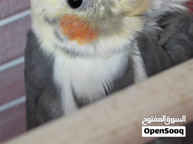 عصفور كوكتيل للبيع