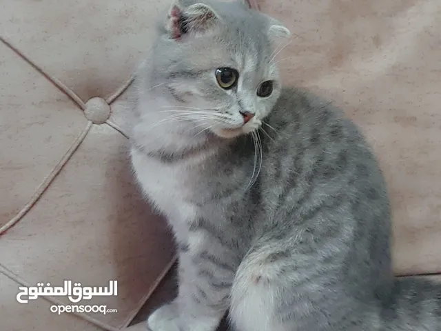 قط سكوتش فولد  Scottish Fold cat