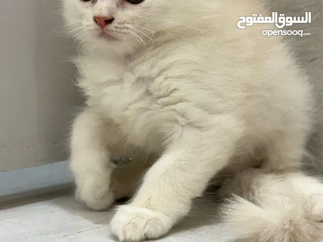 4 cat Babies for sale  kittens for sale  cats for Sale  #cats #kittens #pet #catforsale #activecat