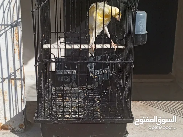 طيور للبيع