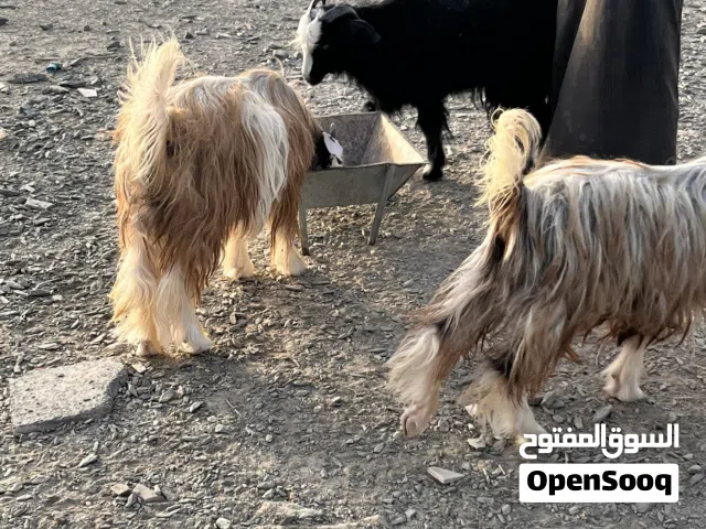 أضحية للبيع سارعو في الطلب