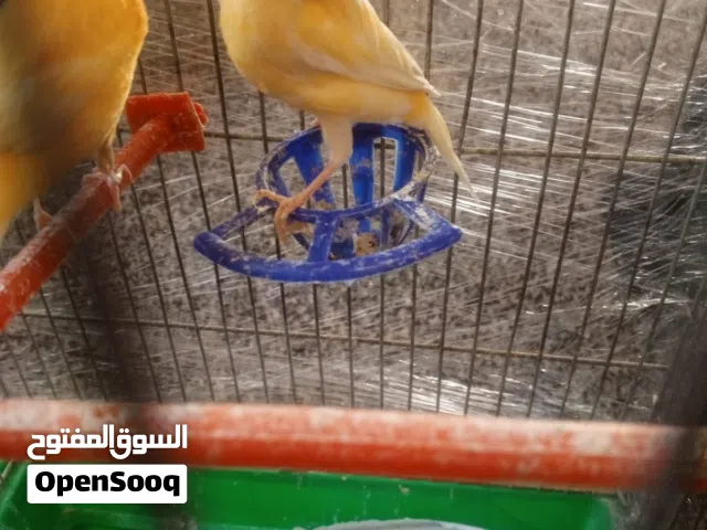 طيور كناري جاهزات للبيع