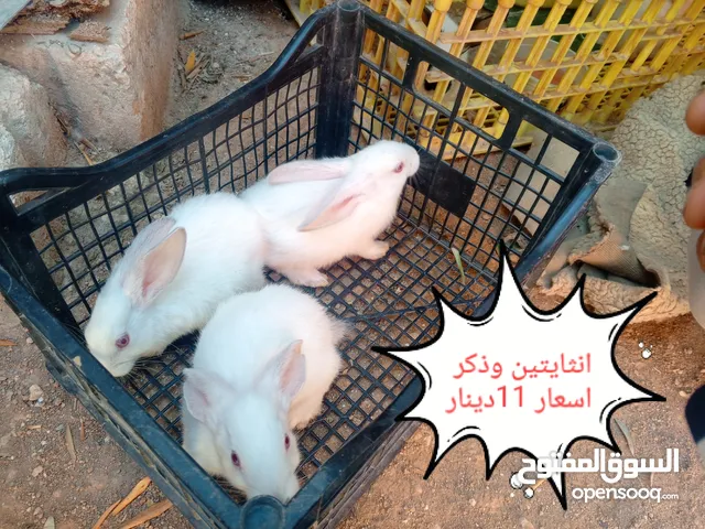 ارانب هجين