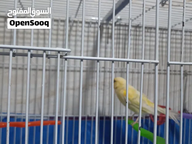 كناري انثى شيرازي جاهزه