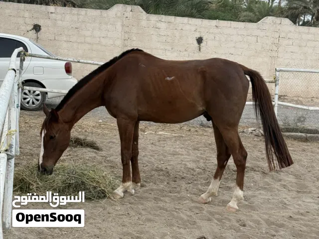 حصان عربي اصيل