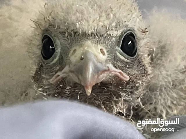 فرخ صقيري للبيع