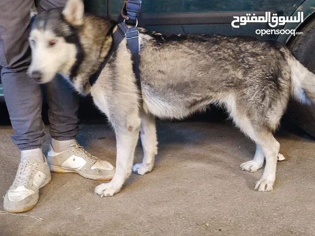 أنثى هاسكي أبيض×رمادي أود أى عمر 3 سنوات شعرها متخفف صحة مشاء الله مطعمه جميع التطعيمات بالشهادة