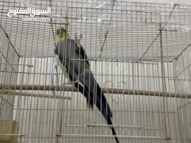 كروان السف نقصه شوي تدريب أليف مع اليهال و أشياء خفيفه توضح للشراي