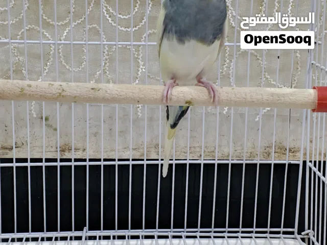 متاح فحل شكري بصرصي سبعة وقطع جاهز فول