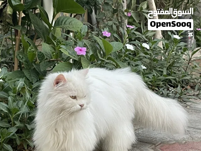 قطه شيرازيه بيور للبيع او البدل مع ذكر
