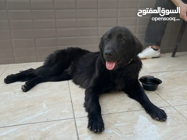 كلب golden black retriever