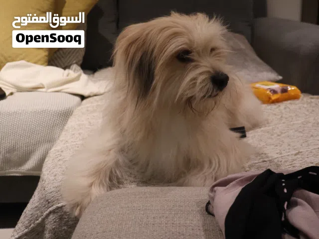 كلب مالتيز للتبني برسوم طفيفه ثمن العلاج