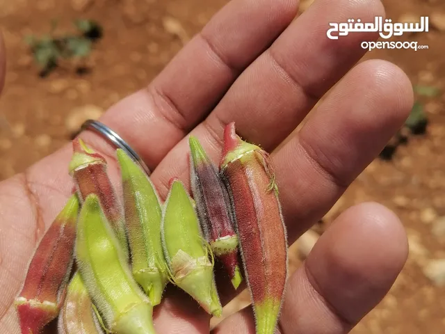 باميا بلديه 100٪ بعليه