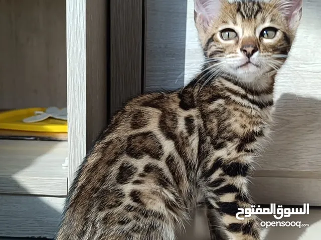 Pure Bengal kittens, age 2,5 month. Vaccinated with passport. Girls and boys available