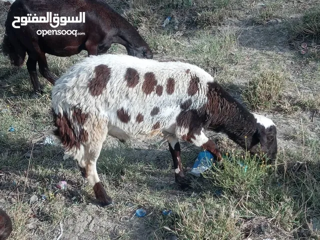 اضحية كبش بلدي نظيف من الرعوي مباشربسعر 75000ريل فقط
