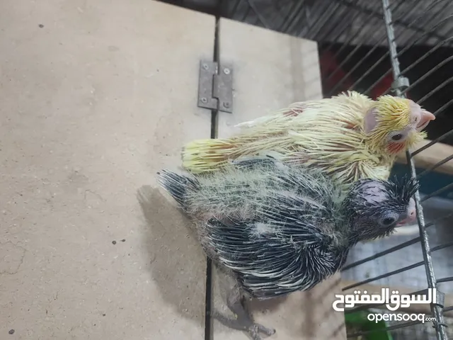 طيور كوكتيل للزق اليدوي مع خواتم جاهزه عمرهم بين 15 وال 17 يوم