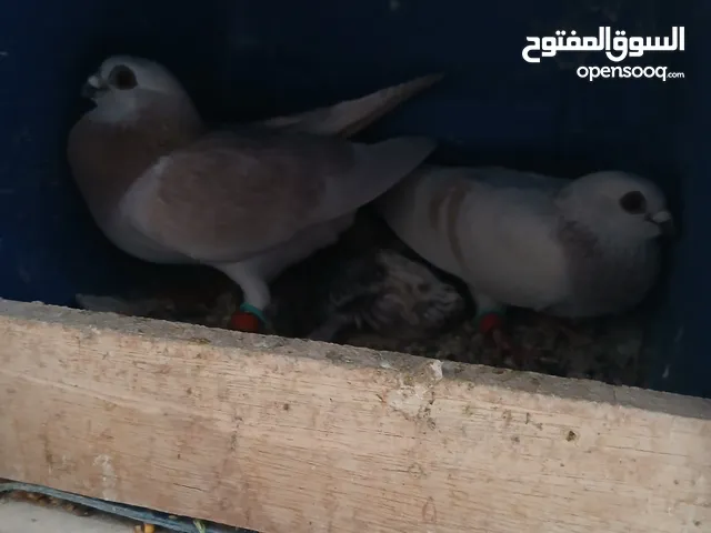 حمام للبيع سعر حرق كلهن مكفولة