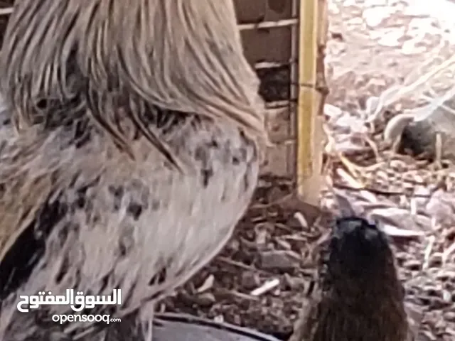 ديك بوكستان ثاني 5 ريال