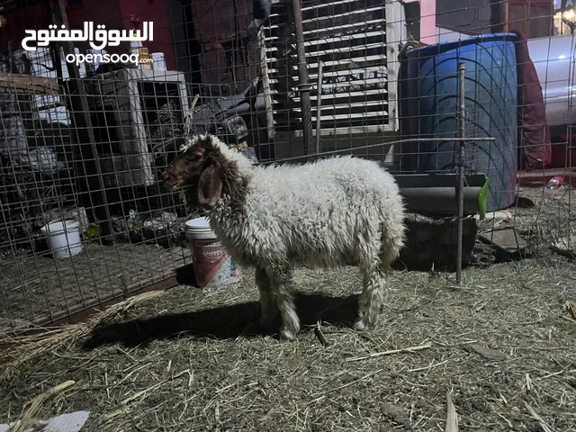 السلام عليكم طلي اللبيع السعر 350 وبي مجال