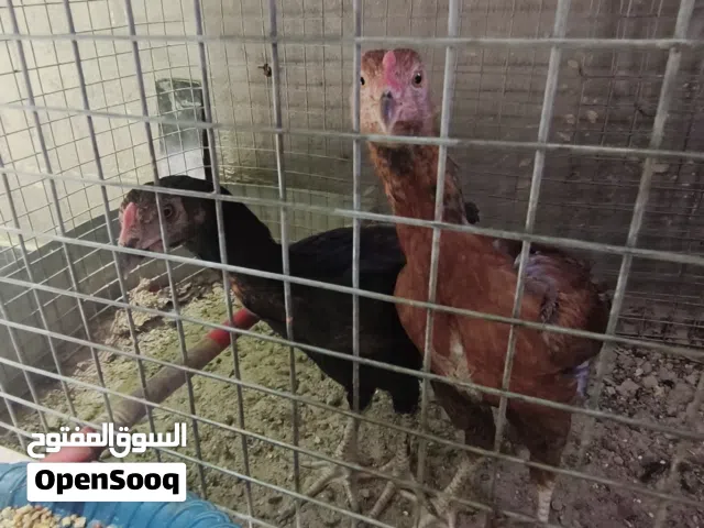 دجاج خشن للبيع