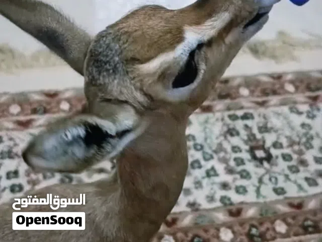 للبيع غزال الديماني أنثى اليفه العمر 9 ايام تشرب من المرضعه بحاله ممتازة جداً .
