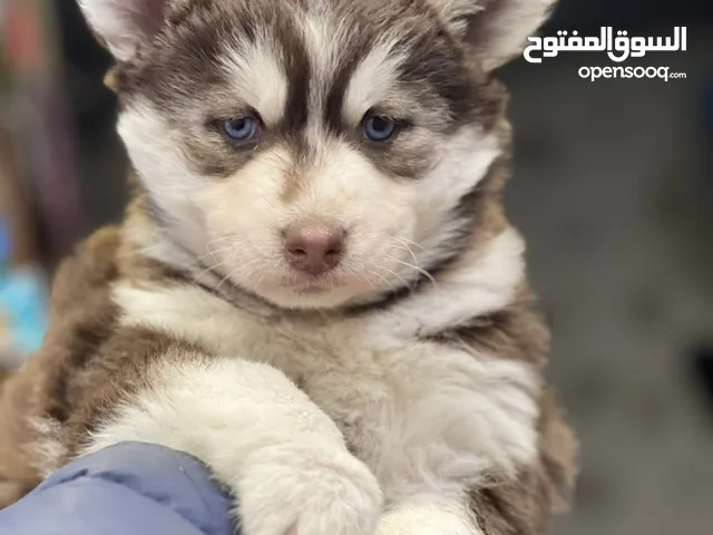 Husky puppy