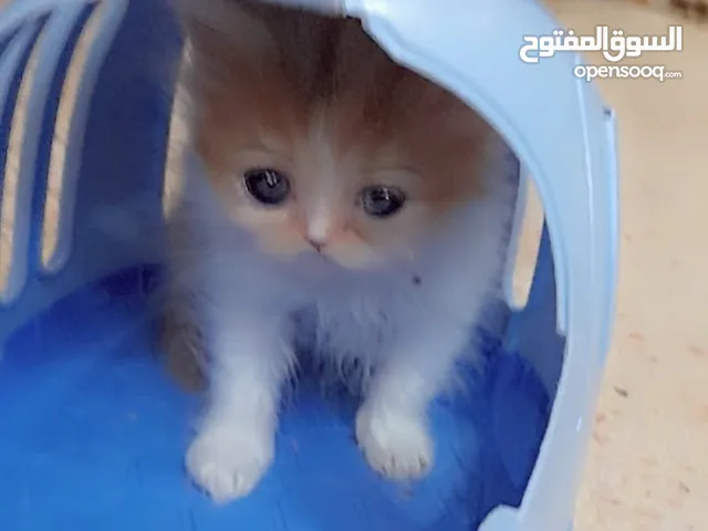 قطة بيرشن للبيع