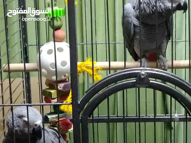 african gray parrots