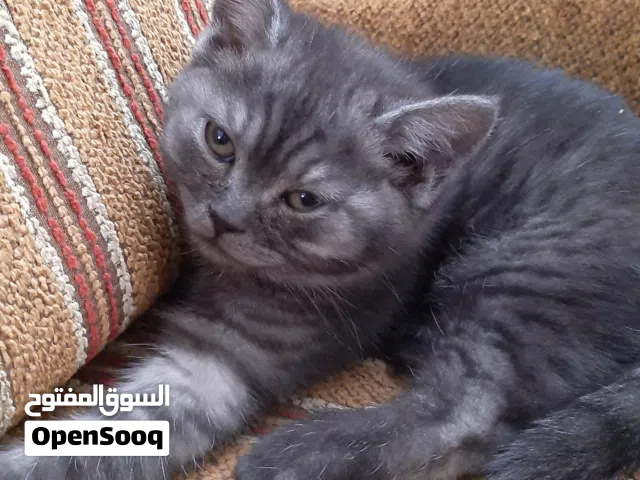 ثلاث قطط سكوتش ( البيع مغرد أو مجموعه )