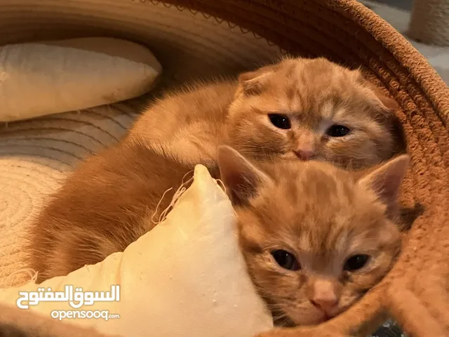 Scottish Fold Adorable Kittens – Male (Folded Ears) & Female (Straight Ears) – Almost 2 Months Old