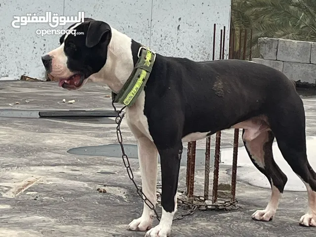 كلب نوع بتبول