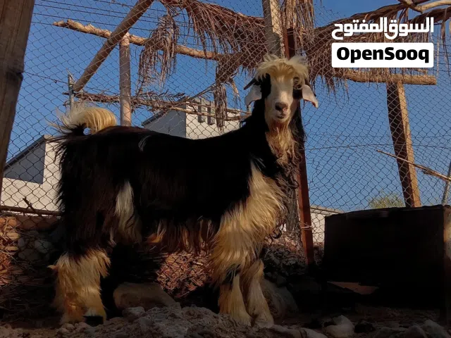 تيس رحبي اصل بغيته اضحيه او فحل