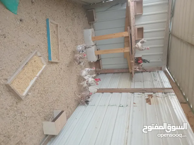 للبيع دجاج عربي نوعي ممتاز