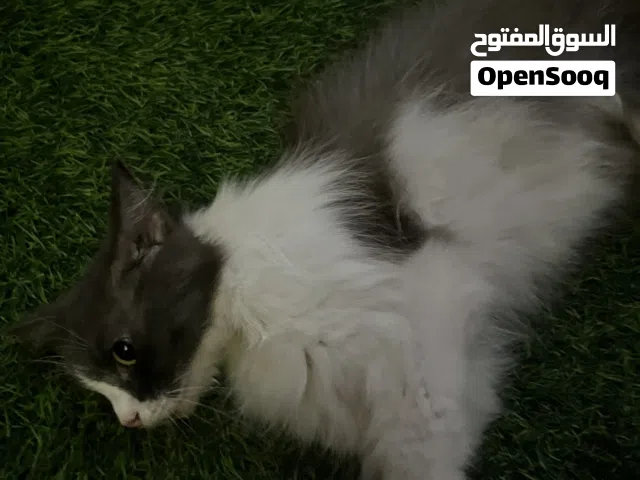 قط با 15ریال شله بسعر الي تبقاه